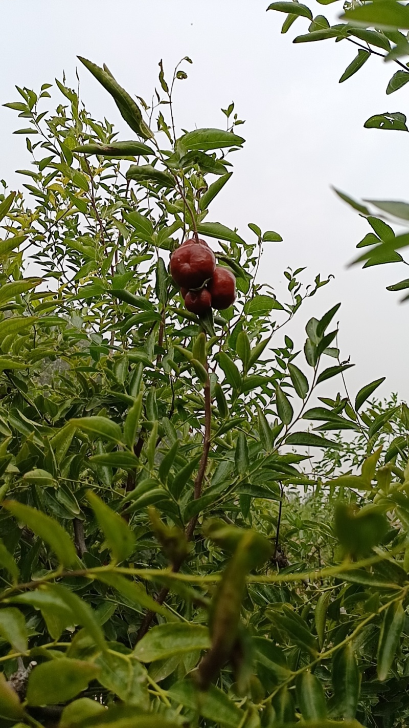 潘枣苗，保当年大量结果，品种纯正，假一赔十，免费指导