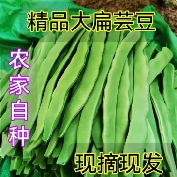 【青扁豆】产地直发，价格便宜，全国发货，可对接电商超市等