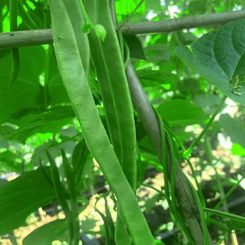 【青扁豆】产地直发，价格便宜，全国发货，可对接电商超市等
