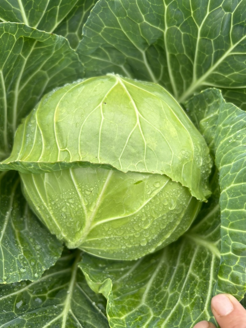 铁头大量现货