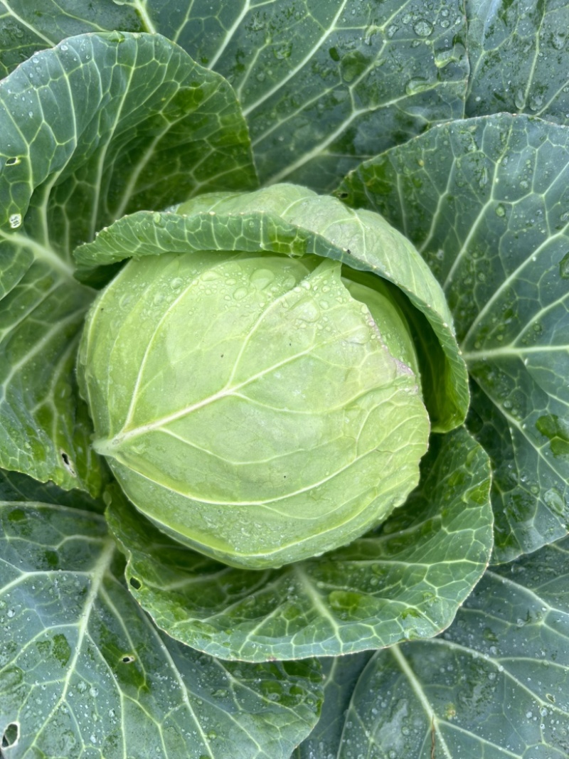 铁头大量现货