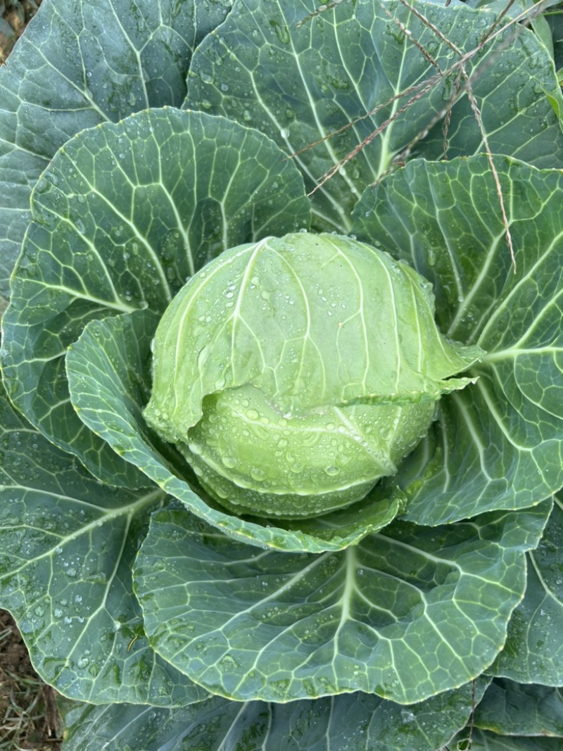 铁头大量现货
