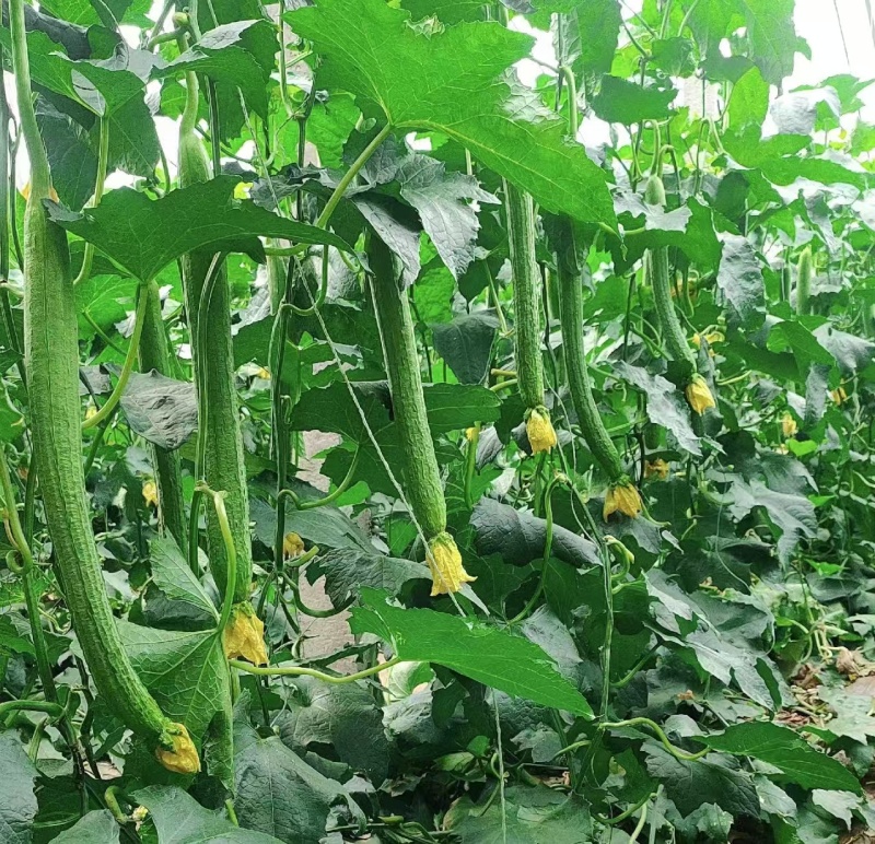 丝瓜种子中绿丝瓜种子绿皮丝瓜种子长度45-50公分