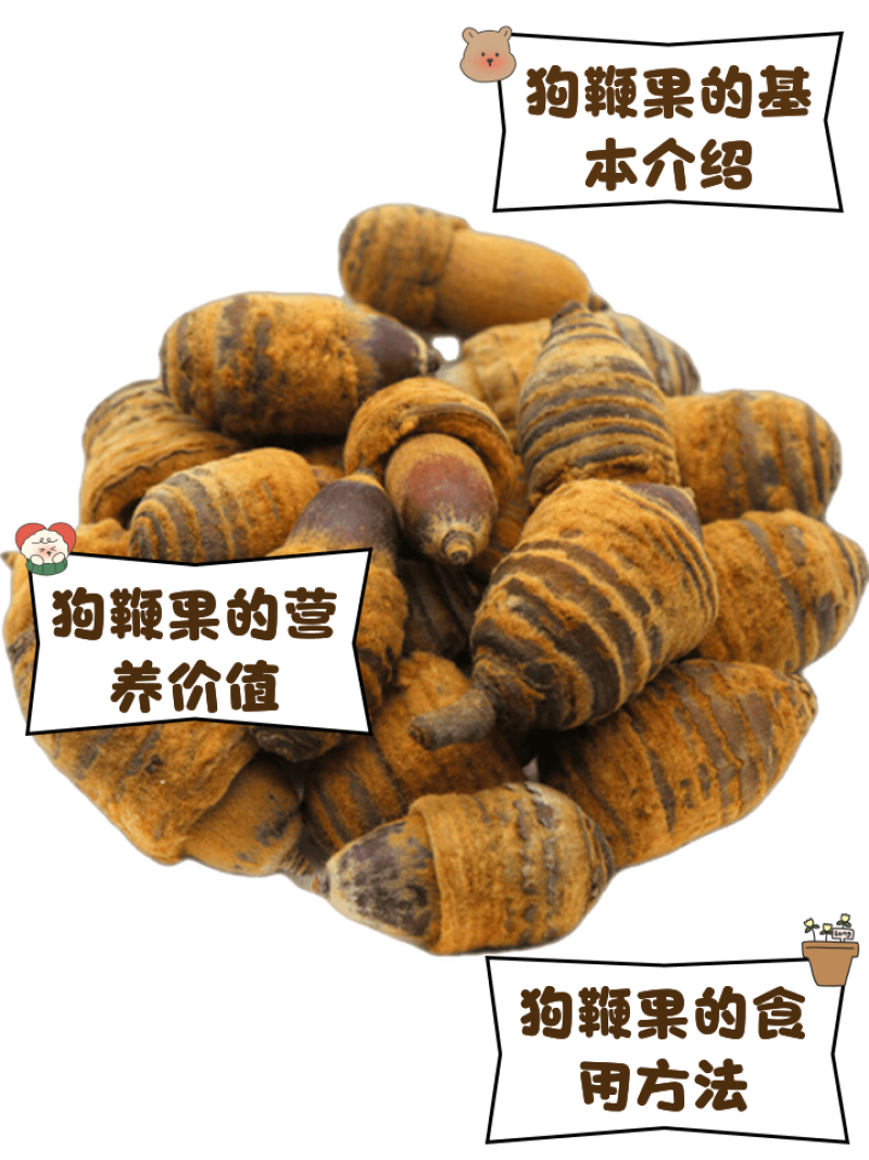 狗鞭果