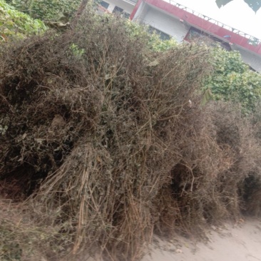 河南禹州市张得乡的干货全株野生怀牛膝三百公斤求销路