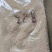 抛光玉米芯颗粒厂家直销量大质优优惠欢迎各大老板采购