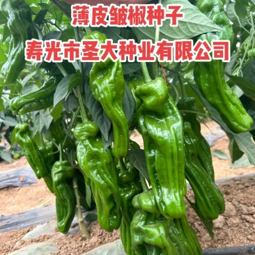 薄皮椒种子辣椒种子香辣薄皮椒种子蔬菜种子