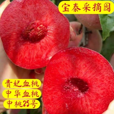 果园直发桃树苗新品种贵妃血桃中华红肉血桃苗保真品种成活率