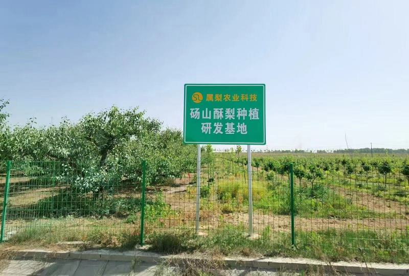 安徽砀山酥梨产地发货一手货源批发品质保证价格美丽欢迎合作