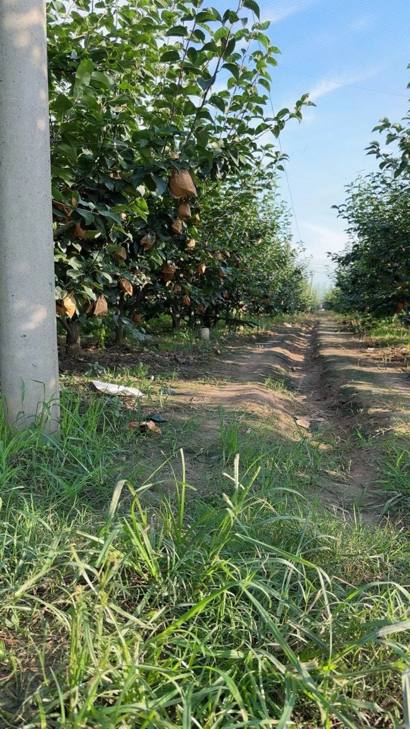 安徽砀山圆黄梨产地发货一手货源批发品质保证价格美丽