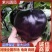 [河北圆茄/紫光圆茄/产地直发/多种规格]24小时在线！