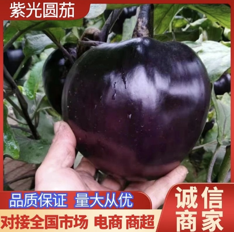 [河北圆茄/紫光圆茄/产地直发/多种规格]24小时在线！