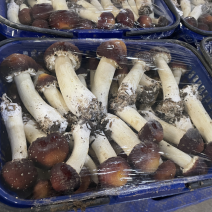新鲜篮子菇看的见的品质货