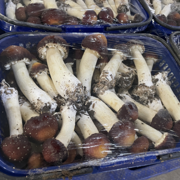 新鲜篮子菇看的见的品质货