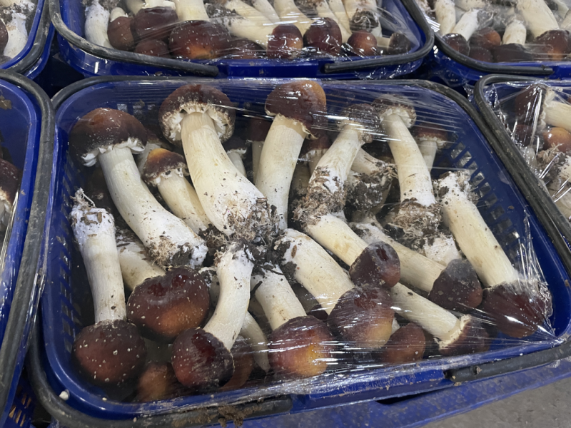 新鲜篮子菇看的见的品质货