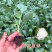 有机花菜苗秧苗青梗花松花菜种苗甘蓝苗子西兰苗春秋菜花秧苗