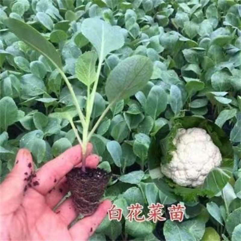 有机花菜苗秧苗青梗花松花菜种苗甘蓝苗子西兰苗春秋菜花秧苗