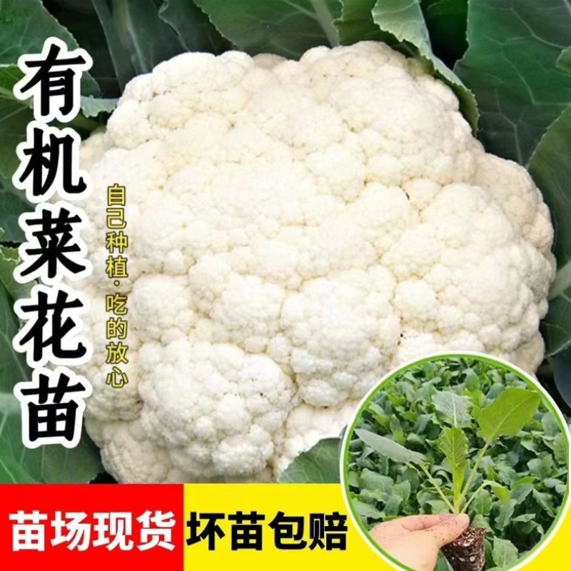 有机花菜苗秧苗青梗花松花菜种苗甘蓝苗子西兰苗春秋菜花秧苗