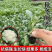 有机花菜苗秧苗青梗花松花菜种苗甘蓝苗子西兰苗春秋菜花秧苗
