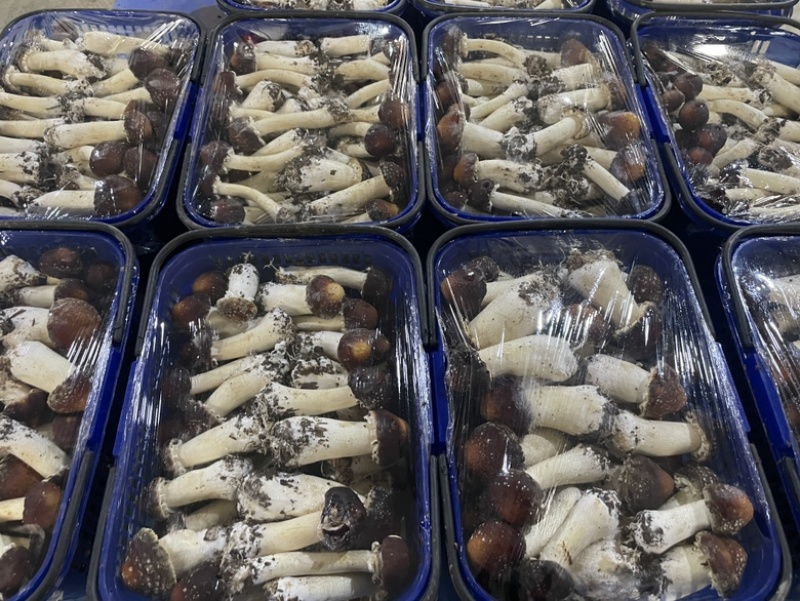 新鲜篮子菇看的见的品质货