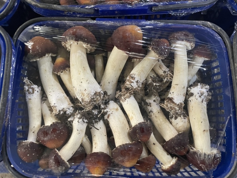 新鲜篮子菇看的见的品质货