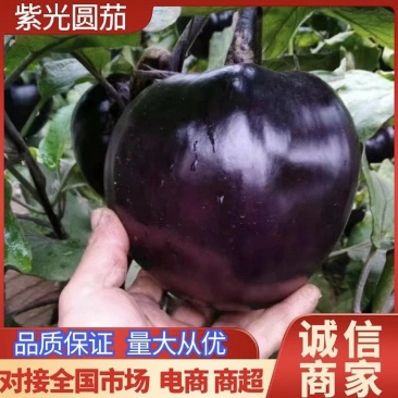[河北圆茄/紫光圆茄/产地直发/多种规格]24小时在线！