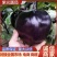 [河北圆茄/紫光圆茄/产地直发/多种规格]24小时在线！