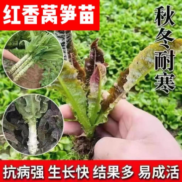 江苏红叶莴苣种籽四季莴笋种子子秧苗耐热耐寒菜籽种