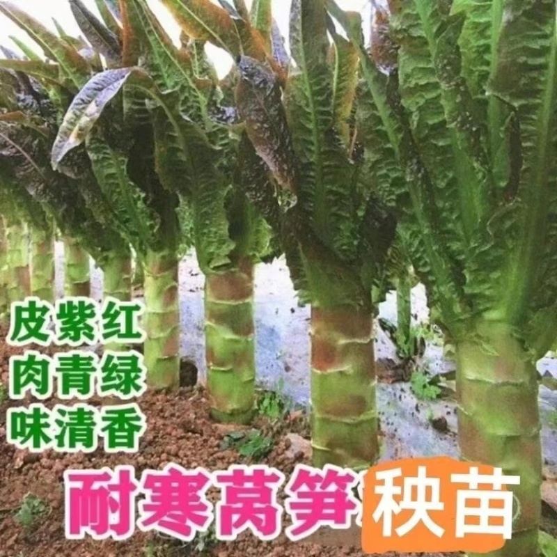 江苏红叶莴苣种籽四季莴笋种子子秧苗耐热耐寒菜籽种