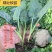 江苏红叶莴苣种籽四季莴笋种子子秧苗耐热耐寒菜籽种
