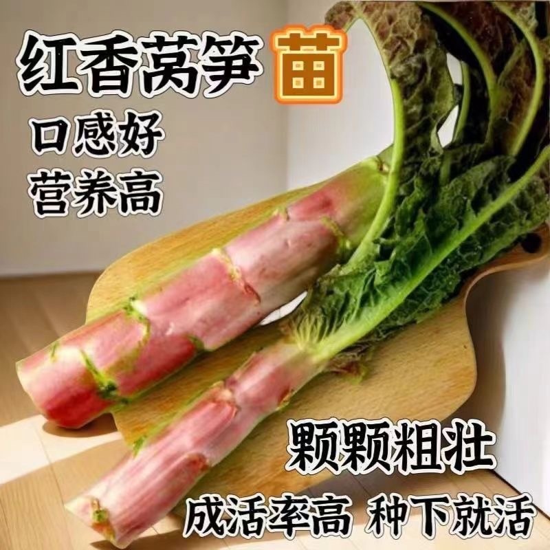 江苏红叶莴苣种籽四季莴笋种子子秧苗耐热耐寒菜籽种
