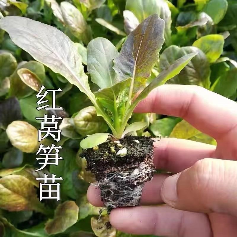 江苏红叶莴苣种籽四季莴笋种子子秧苗耐热耐寒菜籽种