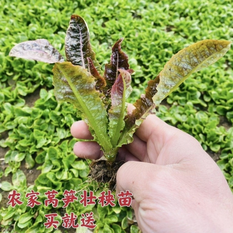 江苏红叶莴苣种籽四季莴笋种子子秧苗耐热耐寒菜籽种