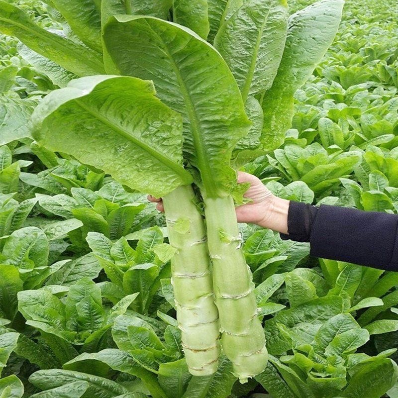 四季莴笋种苗