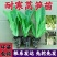 四季莴笋种苗