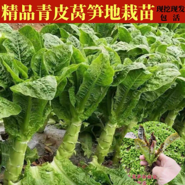 四季莴笋种苗