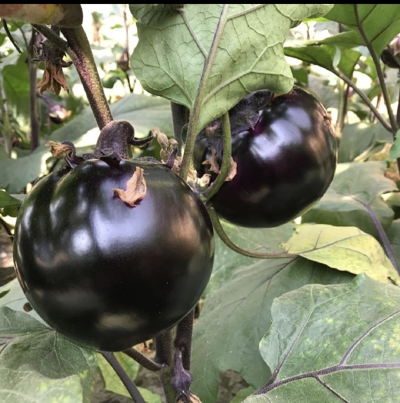 [河北圆茄/紫光圆茄/产地直发/多种规格]24小时在线！