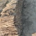 麻山药二路量大质优价格优惠一手货源欢迎各大老板采购