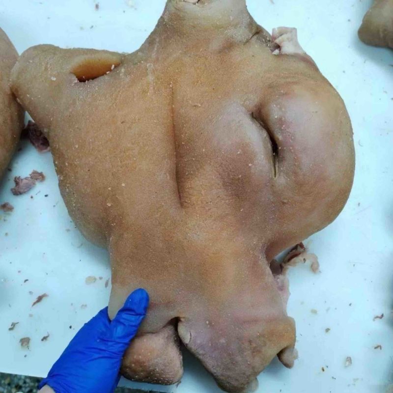 正品保障价格美丽自家农场自产自销牛头肉