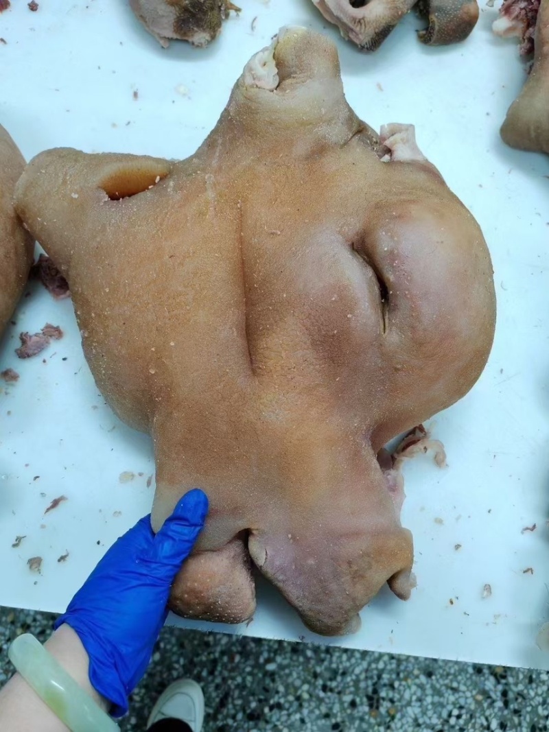 正品保障价格美丽自家农场自产自销牛头肉