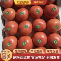 [硬粉西红柿/产地直发/多种规格/精品]24小时在线！