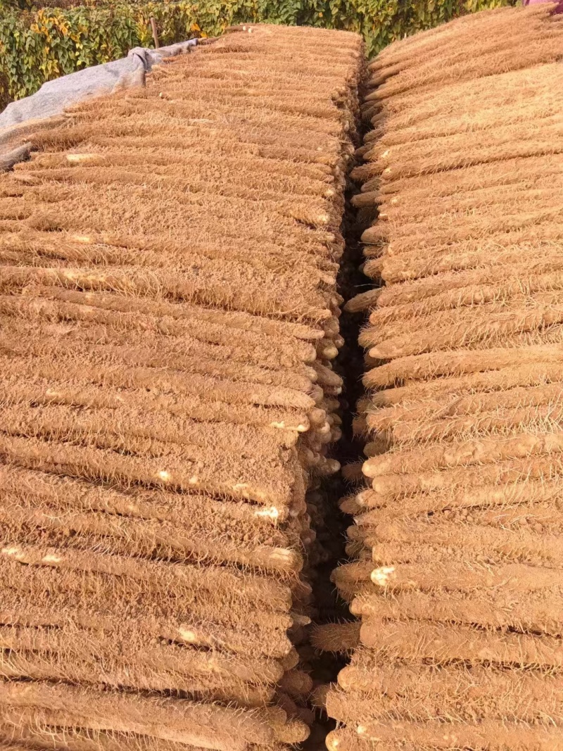 精品麻山药通货，一手货源，欢迎采购商来采购诚信经营保质
