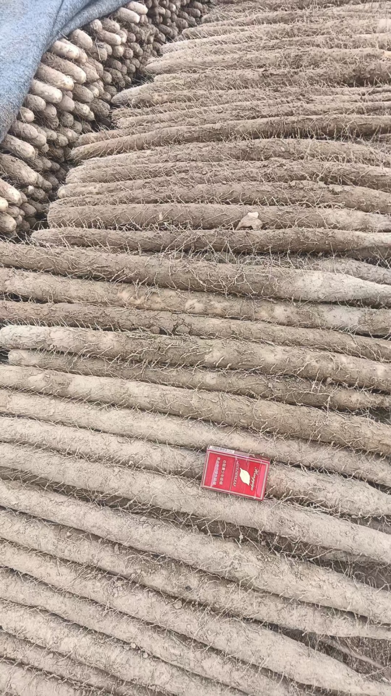 精品麻山药通货，一手货源，欢迎采购商来采购诚信经营保质