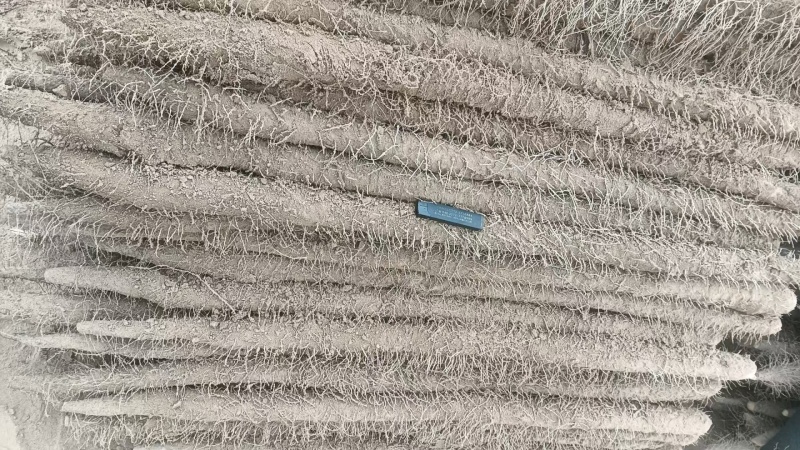 精品麻山药通货，一手货源，欢迎采购商来采购诚信经营保质