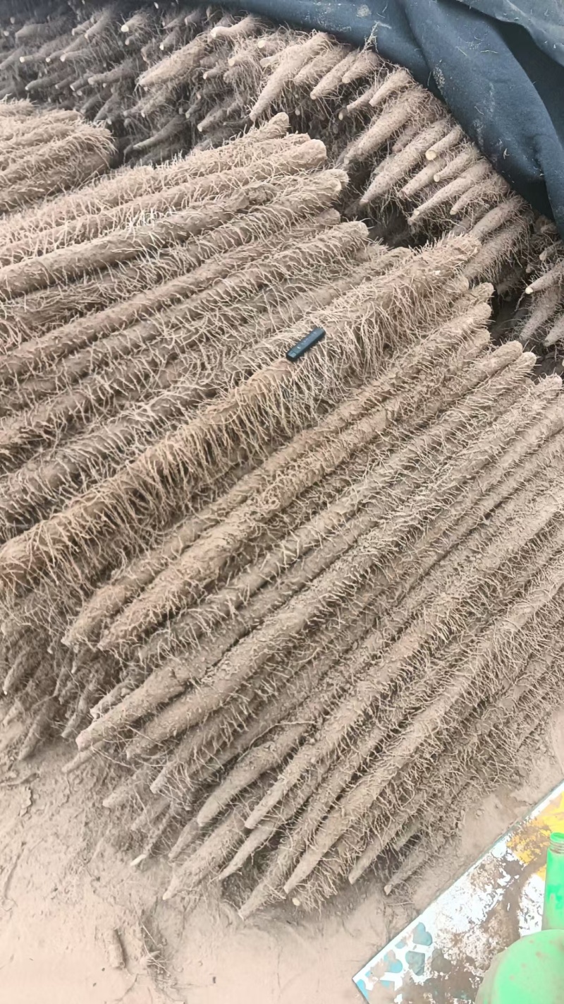 精品麻山药通货，一手货源，欢迎采购商来采购诚信经营保质