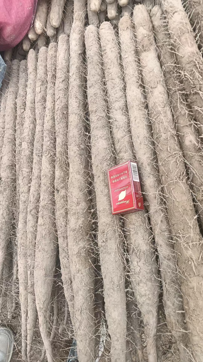 精品麻山药通货，一手货源，欢迎采购商来采购诚信经营保质