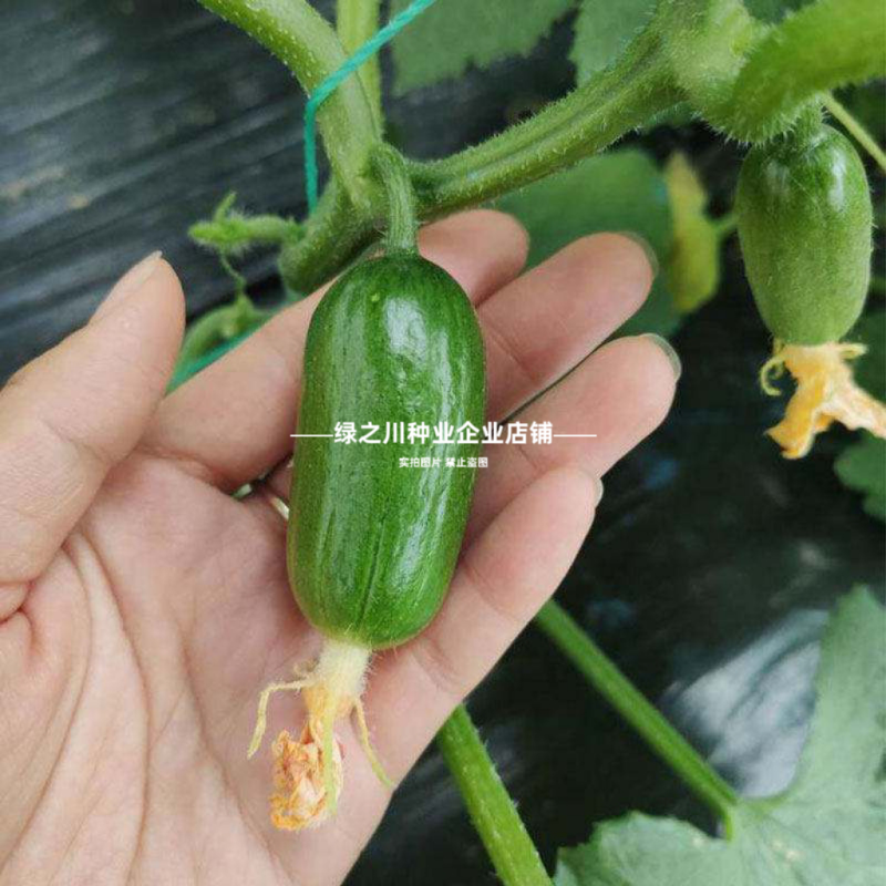 信研水果黄瓜种子大全迷你黄瓜金童玉女种子脆甜黄瓜种籽阳台