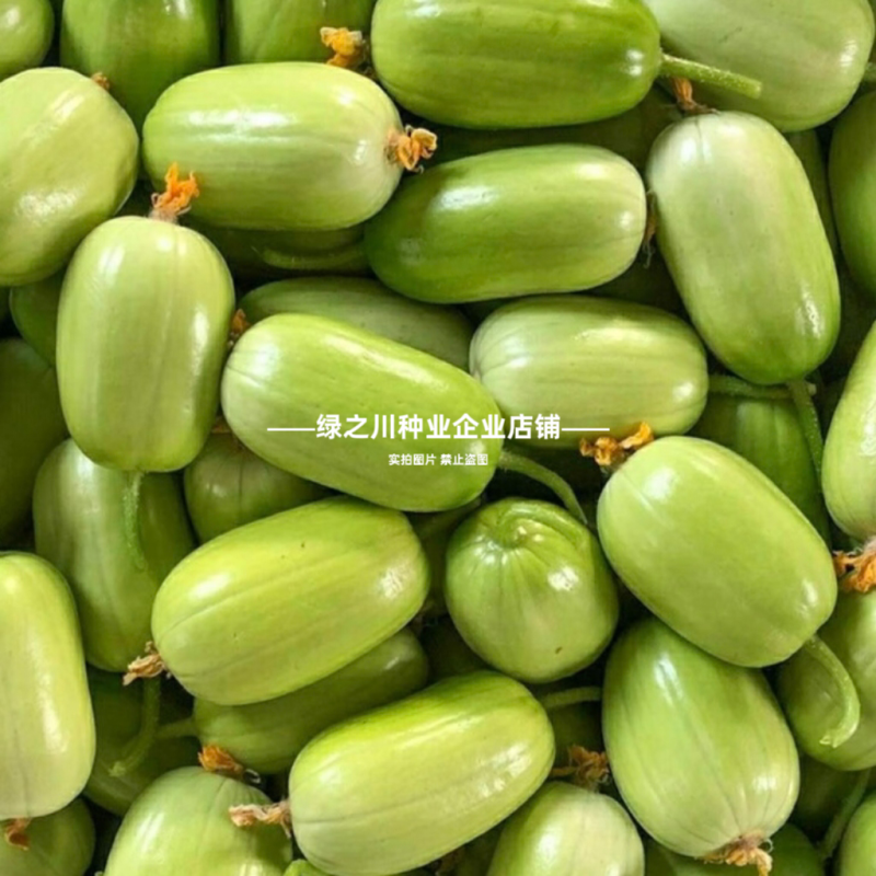 信研水果黄瓜种子大全迷你黄瓜金童玉女种子脆甜黄瓜种籽阳台