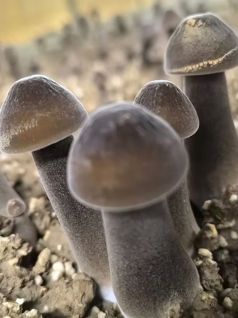 黑皮鸡纵，物美价廉，厂家直销，量大从优，需要的滴滴