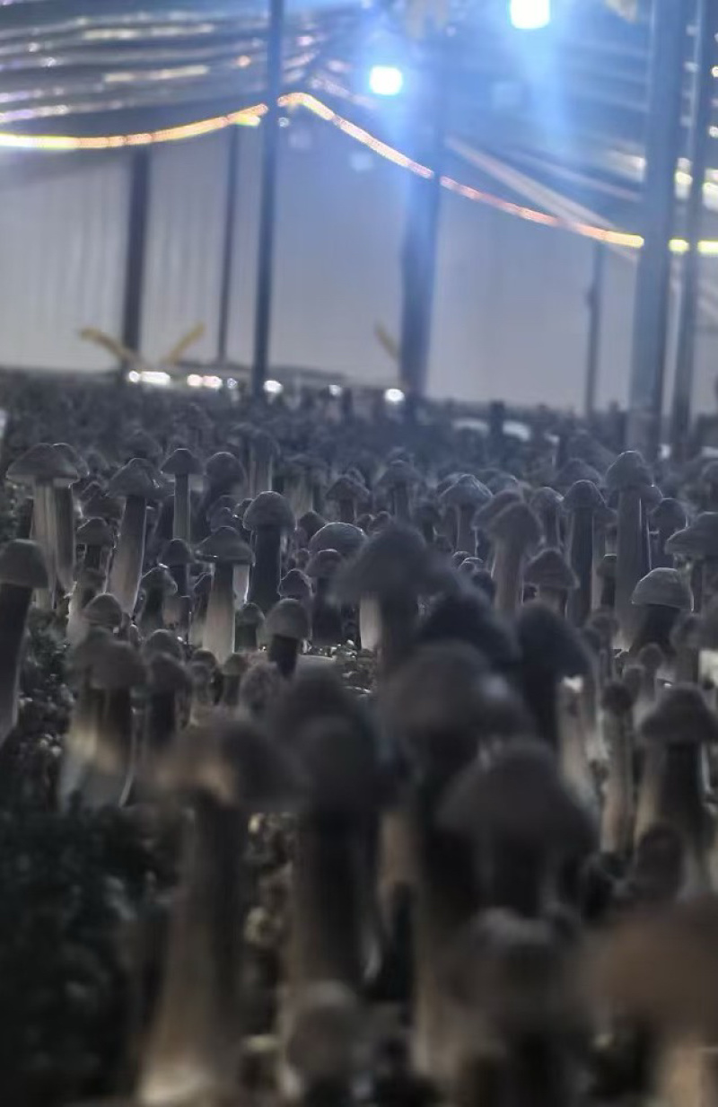 黑皮鸡纵，物美价廉，厂家直销，量大从优，需要的滴滴